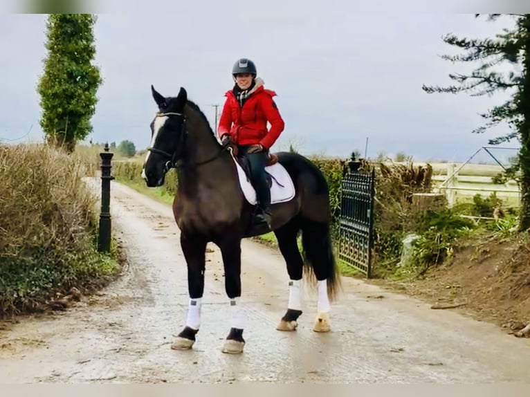 Caballo de deporte irlandés Caballo castrado 4 años 165 cm Negro in Mountrath