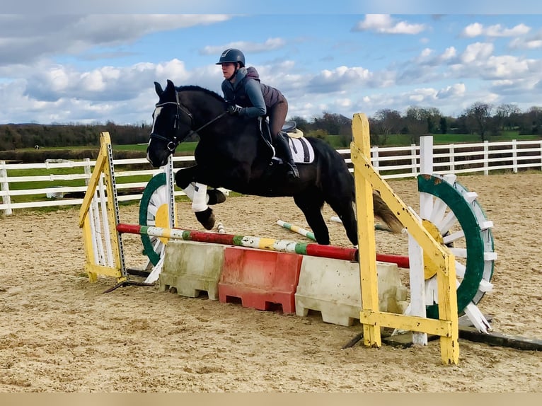 Caballo de deporte irlandés Caballo castrado 4 años 165 cm Negro in Mountrath