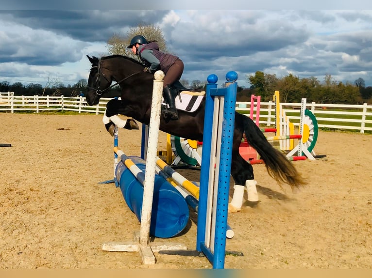 Caballo de deporte irlandés Caballo castrado 4 años 165 cm Negro in Mountrath