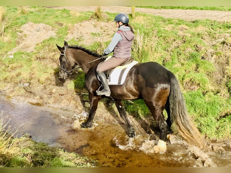 Caballo de deporte irlandés Caballo castrado 4 años 165 cm Negro in Mountrath