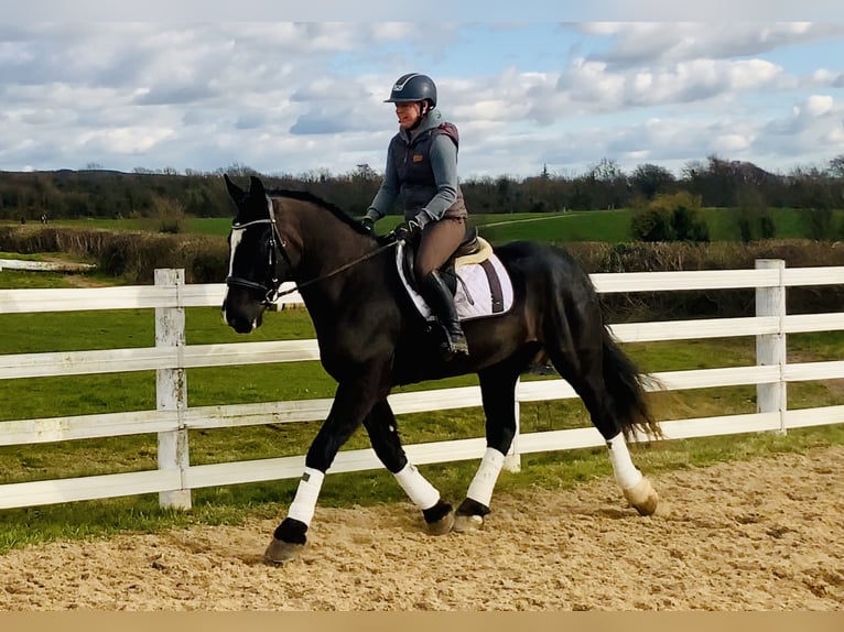 Caballo de deporte irlandés Caballo castrado 4 años 165 cm Negro in Mountrath