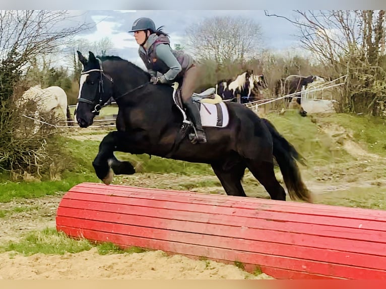 Caballo de deporte irlandés Caballo castrado 4 años 165 cm Negro in Mountrath