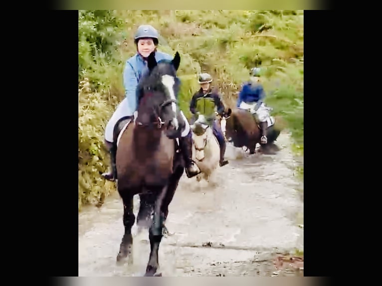 Caballo de deporte irlandés Caballo castrado 4 años 165 cm Negro in Mountrath