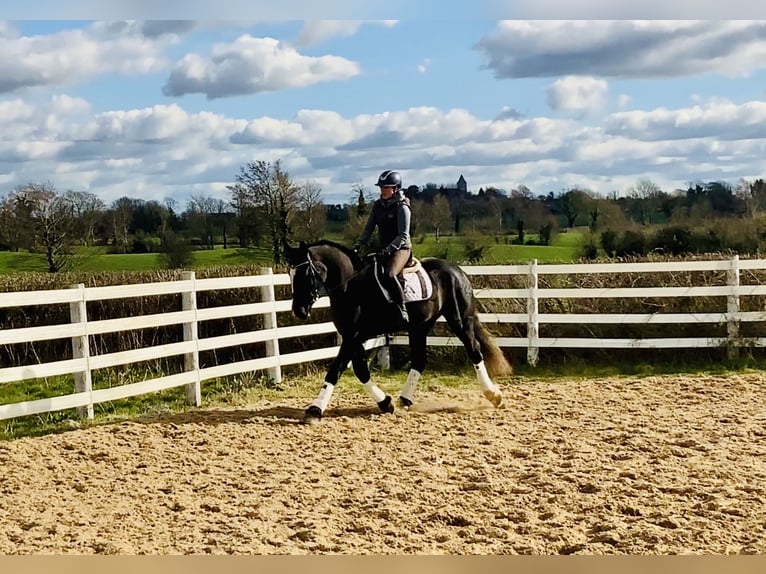 Caballo de deporte irlandés Caballo castrado 4 años 165 cm Negro in Mountrath