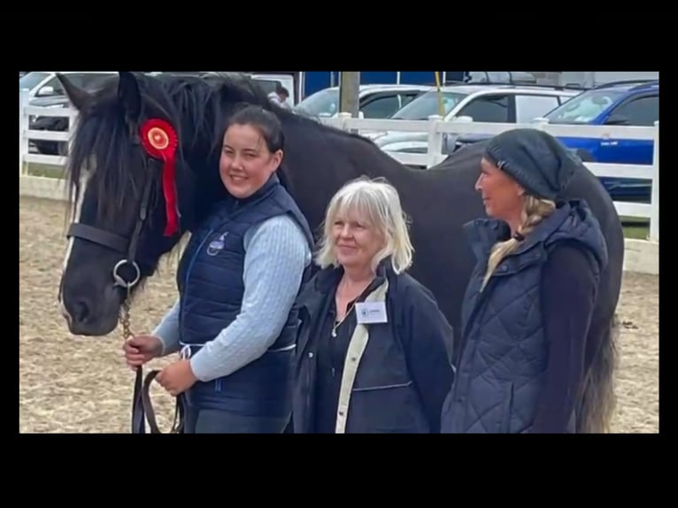 Caballo de deporte irlandés Caballo castrado 4 años 165 cm Negro in Mountrath