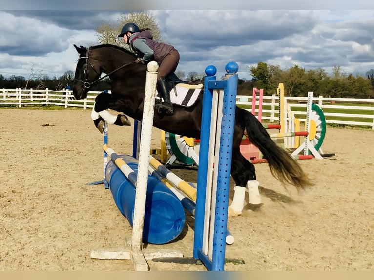 Caballo de deporte irlandés Caballo castrado 4 años 165 cm Negro in Mountrath