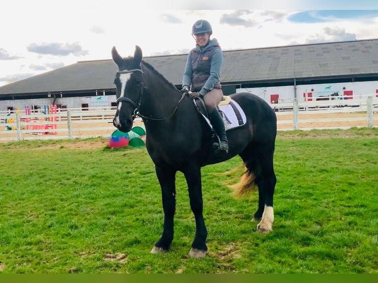 Caballo de deporte irlandés Caballo castrado 4 años 165 cm Negro in Mountrath