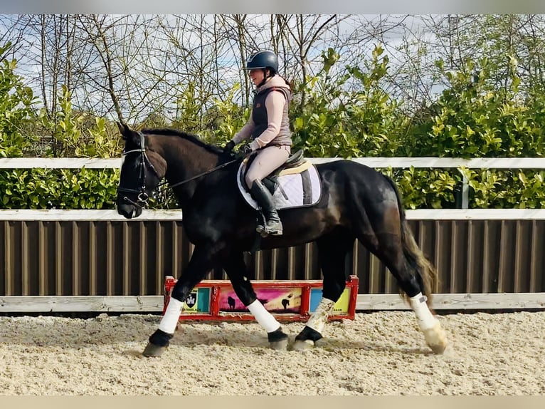 Caballo de deporte irlandés Caballo castrado 4 años 165 cm Negro in Mountrath