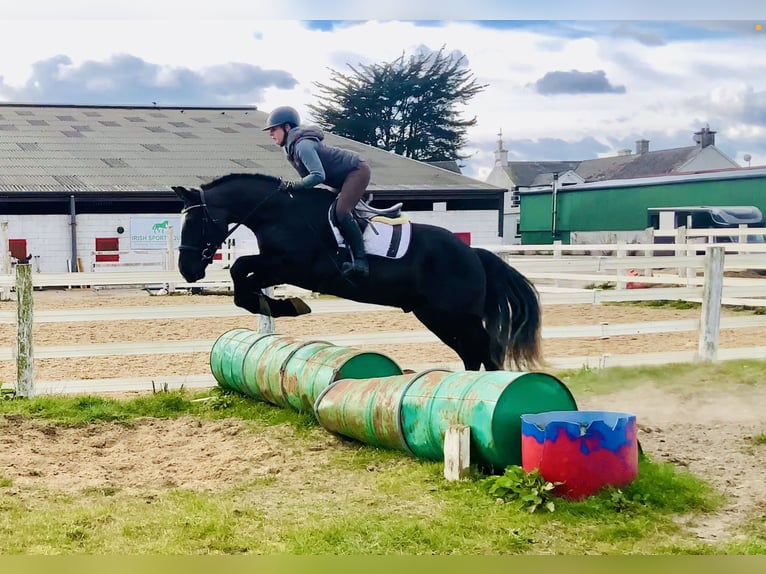 Caballo de deporte irlandés Caballo castrado 4 años 165 cm Negro in Mountrath