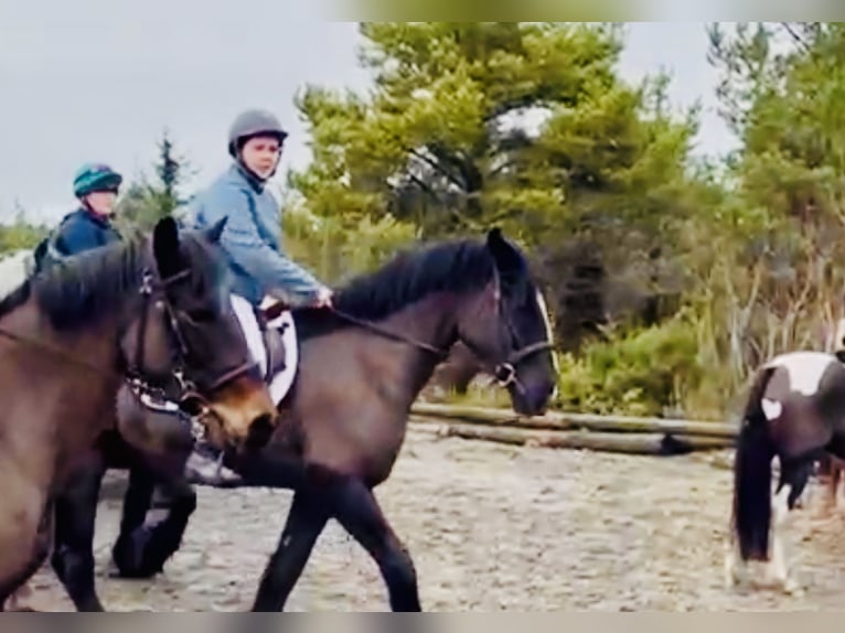 Caballo de deporte irlandés Caballo castrado 4 años 165 cm Negro in Mountrath