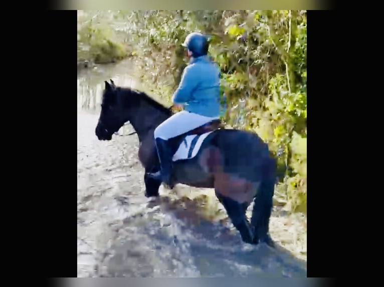 Caballo de deporte irlandés Caballo castrado 4 años 165 cm Negro in Mountrath