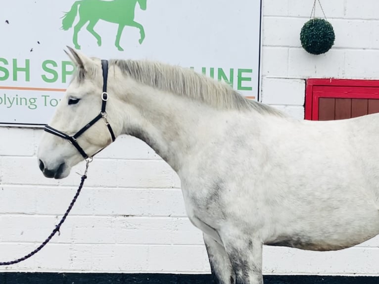 Caballo de deporte irlandés Caballo castrado 4 años 165 cm Tordo in Mountrath