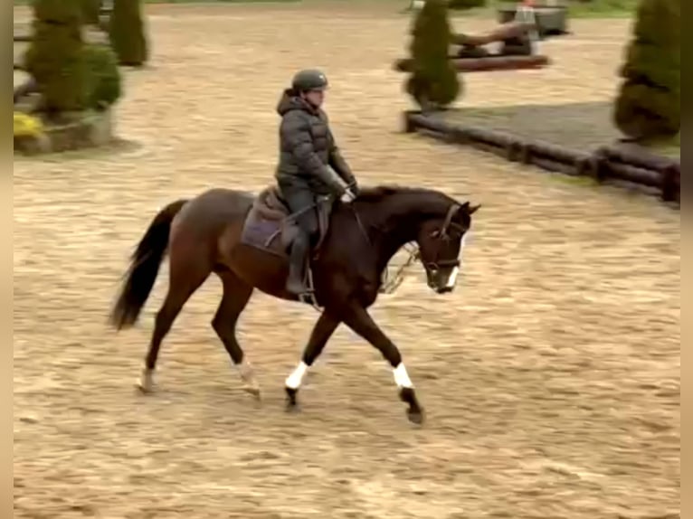 Caballo de deporte irlandés Caballo castrado 4 años 167 cm Castaño oscuro in Wexford