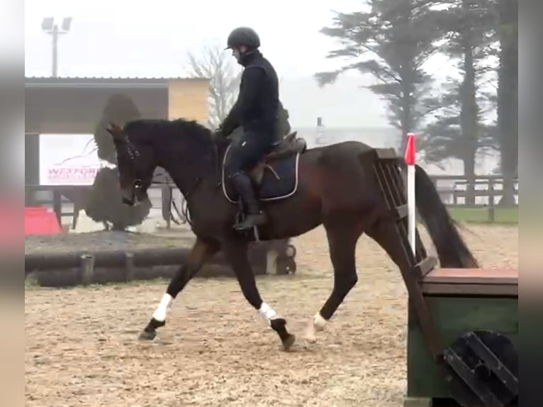 Caballo de deporte irlandés Caballo castrado 4 años 167 cm Castaño oscuro in Wexford