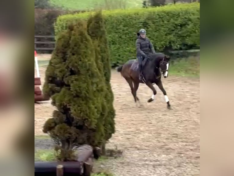 Caballo de deporte irlandés Caballo castrado 4 años 167 cm Castaño oscuro in Wexford