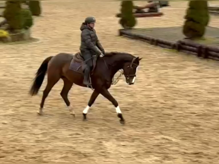 Caballo de deporte irlandés Caballo castrado 4 años 167 cm Castaño oscuro in Wexford