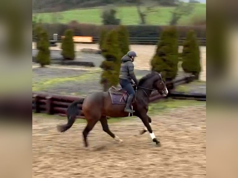 Caballo de deporte irlandés Caballo castrado 4 años 167 cm Castaño oscuro in Wexford