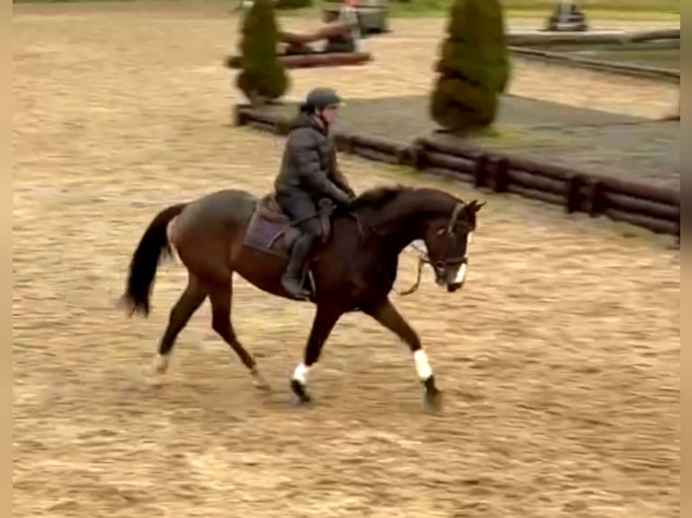 Caballo de deporte irlandés Caballo castrado 4 años 167 cm Castaño oscuro in Wexford