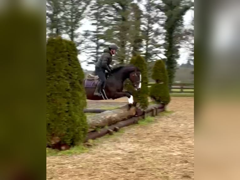 Caballo de deporte irlandés Caballo castrado 4 años 167 cm Castaño oscuro in Wexford