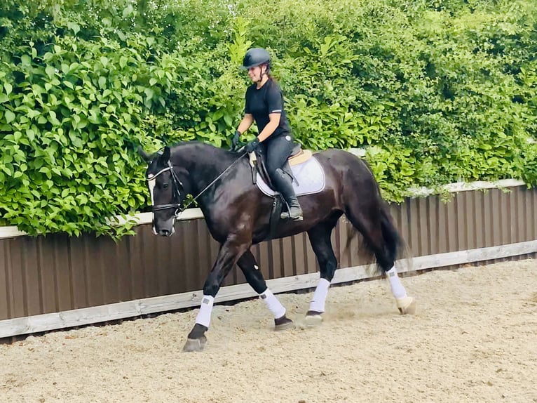 Caballo de deporte irlandés Caballo castrado 4 años 167 cm Negro in Mountrath