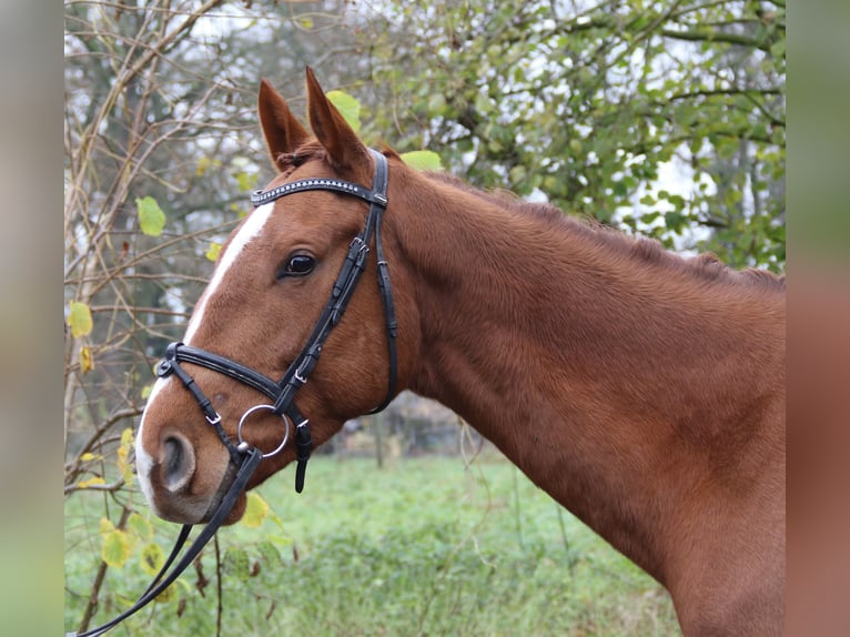 Caballo de deporte irlandés Caballo castrado 4 años 168 cm Alazán-tostado in Nettetal