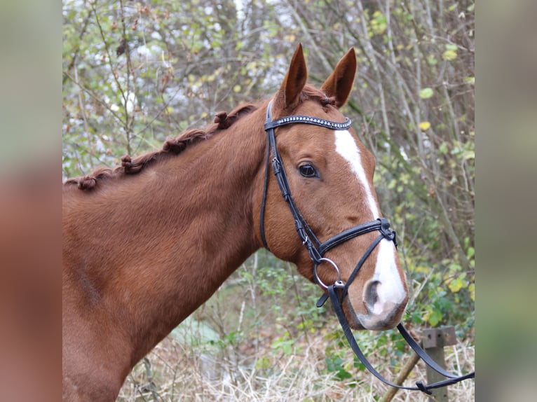 Caballo de deporte irlandés Caballo castrado 4 años 168 cm Alazán-tostado in Nettetal