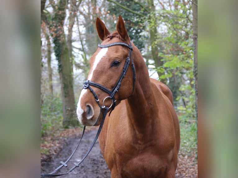 Caballo de deporte irlandés Caballo castrado 4 años 168 cm Alazán-tostado in Nettetal