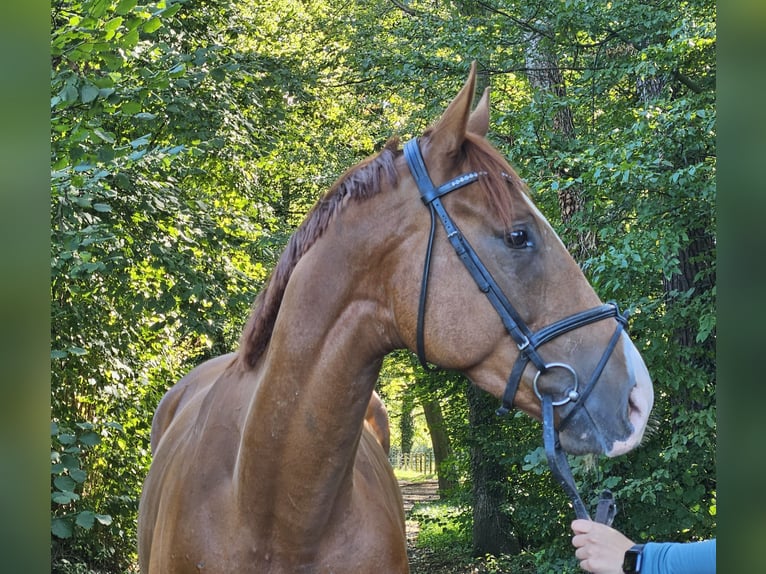 Caballo de deporte irlandés Caballo castrado 4 años 168 cm Alazán-tostado in Nettetal