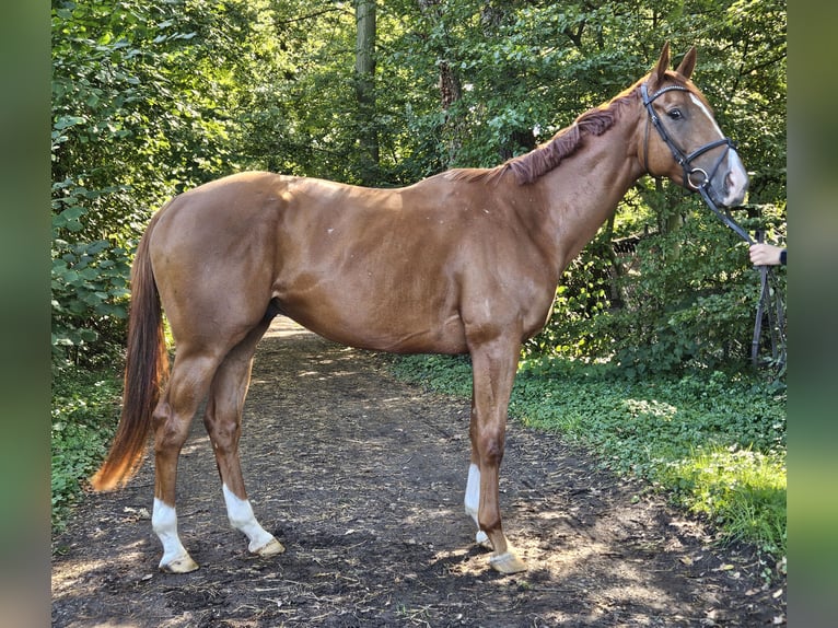 Caballo de deporte irlandés Caballo castrado 4 años 168 cm Alazán-tostado in Nettetal