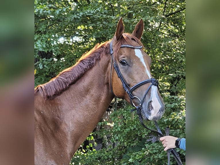 Caballo de deporte irlandés Caballo castrado 4 años 168 cm Alazán-tostado in Nettetal