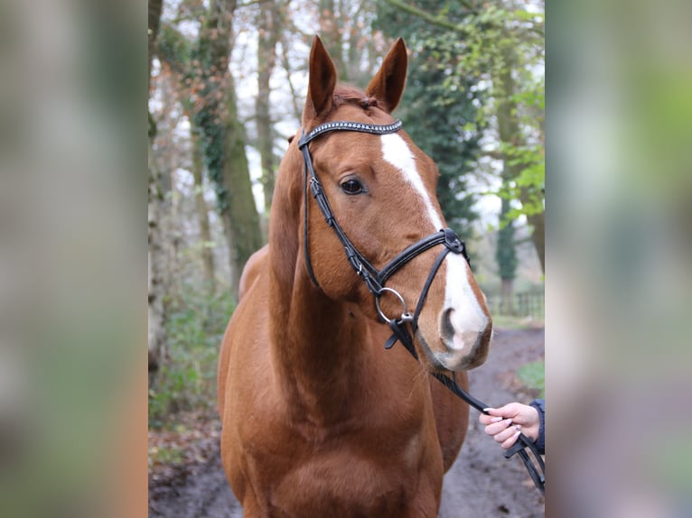 Caballo de deporte irlandés Caballo castrado 4 años 168 cm Alazán-tostado in Nettetal