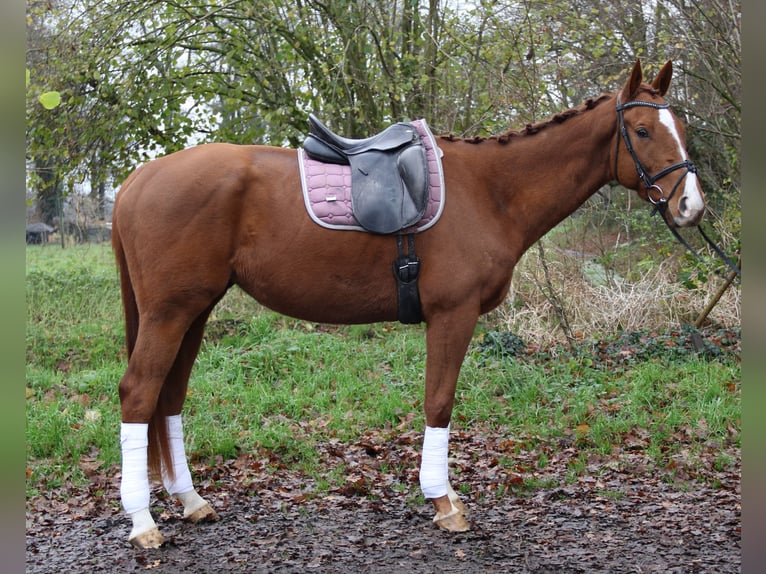 Caballo de deporte irlandés Caballo castrado 4 años 168 cm Alazán-tostado in Nettetal