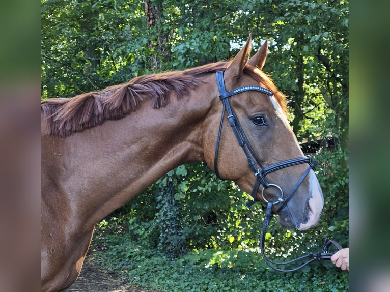 Caballo de deporte irlandés Caballo castrado 4 años 168 cm Alazán-tostado in Nettetal