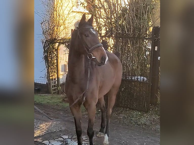 Caballo de deporte irlandés Caballo castrado 4 años 168 cm Castaño in Lage