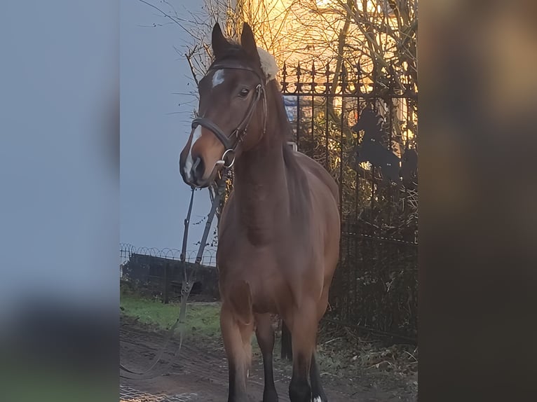 Caballo de deporte irlandés Caballo castrado 4 años 168 cm Castaño in Lage