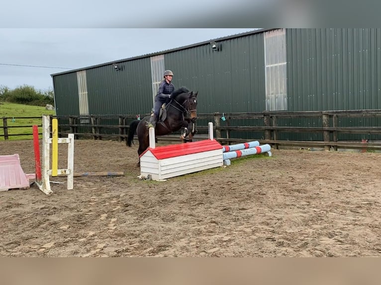 Caballo de deporte irlandés Caballo castrado 4 años 168 cm Castaño in Sligo