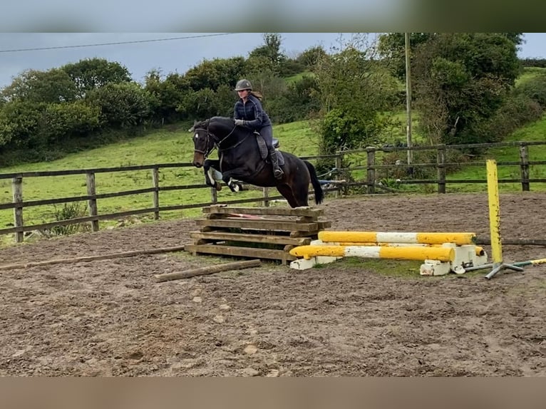 Caballo de deporte irlandés Caballo castrado 4 años 168 cm Castaño in Sligo