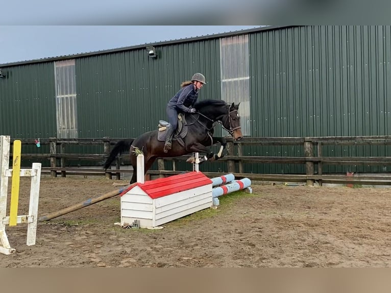 Caballo de deporte irlandés Caballo castrado 4 años 168 cm Castaño in Sligo