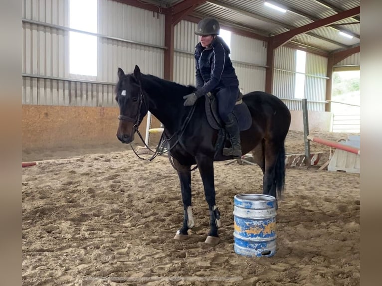 Caballo de deporte irlandés Caballo castrado 4 años 168 cm Castaño in Sligo