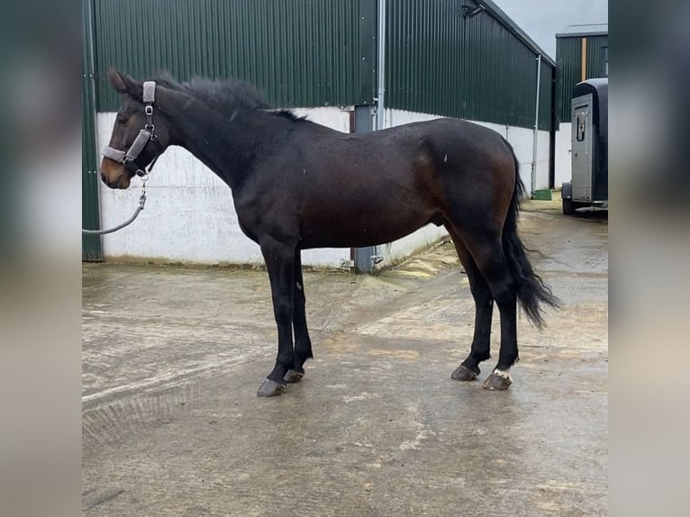 Caballo de deporte irlandés Caballo castrado 4 años 168 cm Castaño in Sligo