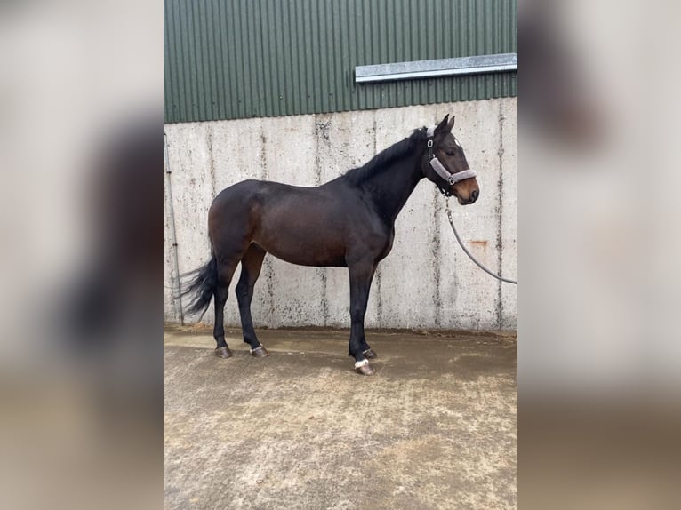 Caballo de deporte irlandés Caballo castrado 4 años 168 cm Castaño in Sligo