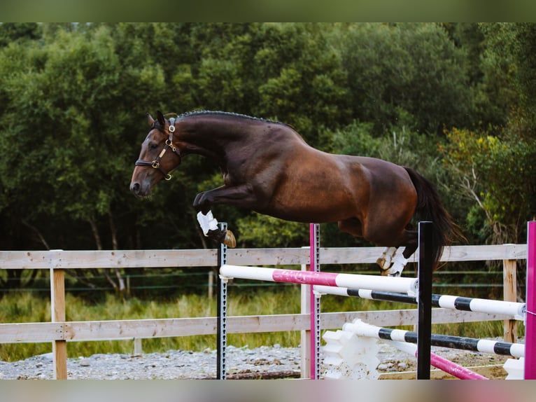 Caballo de deporte irlandés Caballo castrado 4 años 168 cm Castaño in Cork