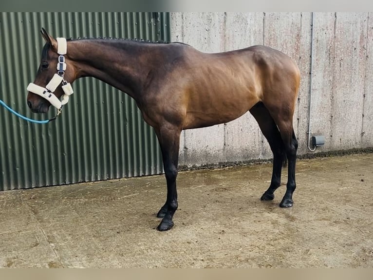 Caballo de deporte irlandés Caballo castrado 4 años 168 cm Castaño rojizo in Sligo