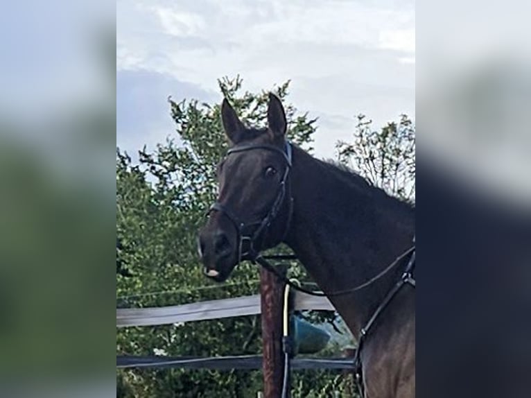 Caballo de deporte irlandés Caballo castrado 4 años 168 cm Castaño in wexford