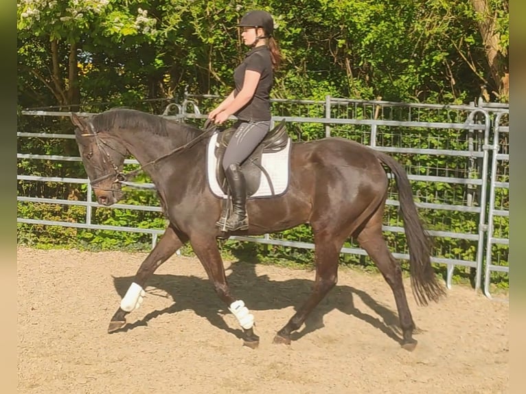 Caballo de deporte irlandés Caballo castrado 4 años 168 cm Morcillo in Blomberg