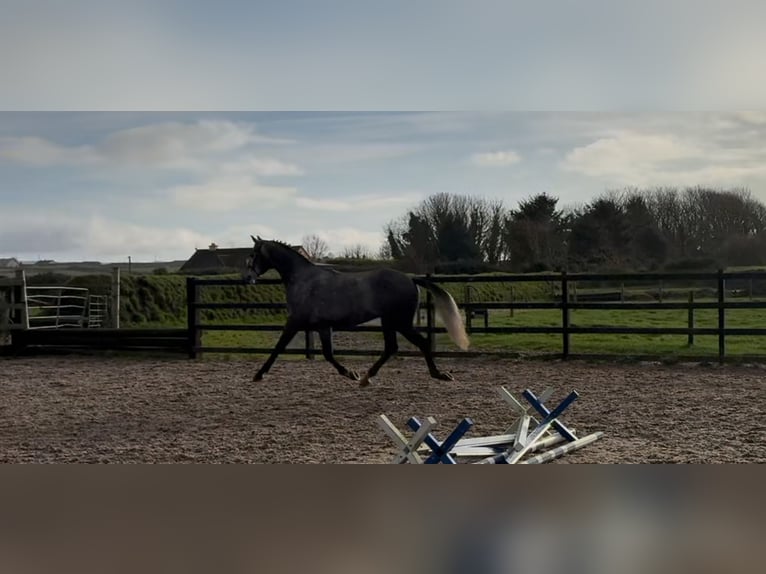 Caballo de deporte irlandés Caballo castrado 4 años 168 cm Tordo rodado in Sligo