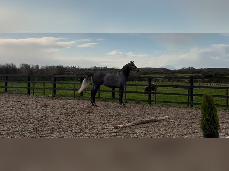 Caballo de deporte irlandés Caballo castrado 4 años 168 cm Tordo rodado in Sligo