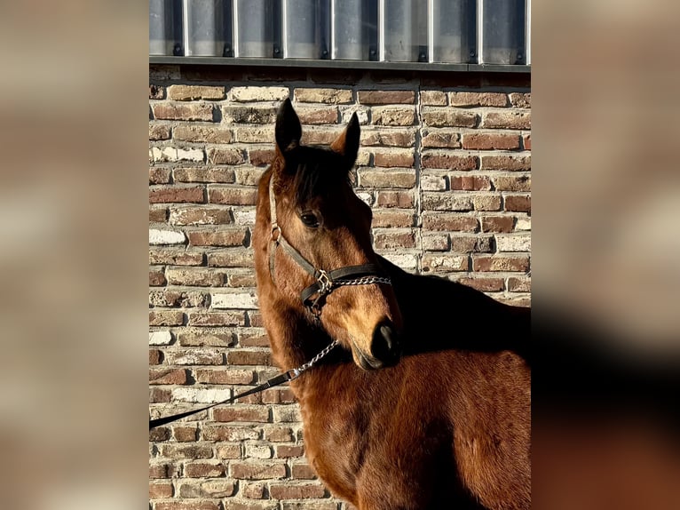 Caballo de deporte irlandés Caballo castrado 4 años 170 cm Castaño in Grevenbroich