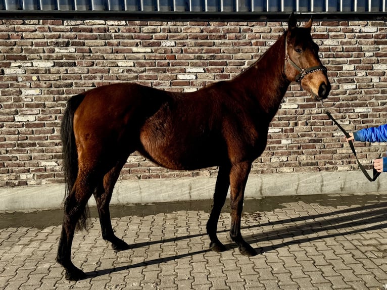 Caballo de deporte irlandés Caballo castrado 4 años 170 cm Castaño in Grevenbroich