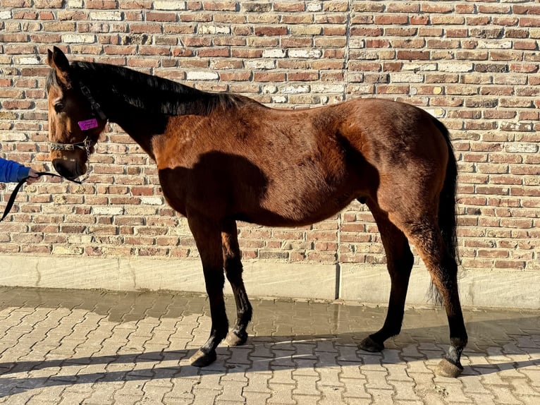 Caballo de deporte irlandés Caballo castrado 4 años 170 cm Castaño in Grevenbroich